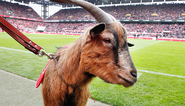 Kölns Maskottchen Hennes der Geißbock im heimischen Stadion